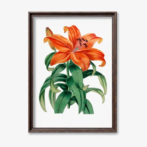 Orange Lily Flower