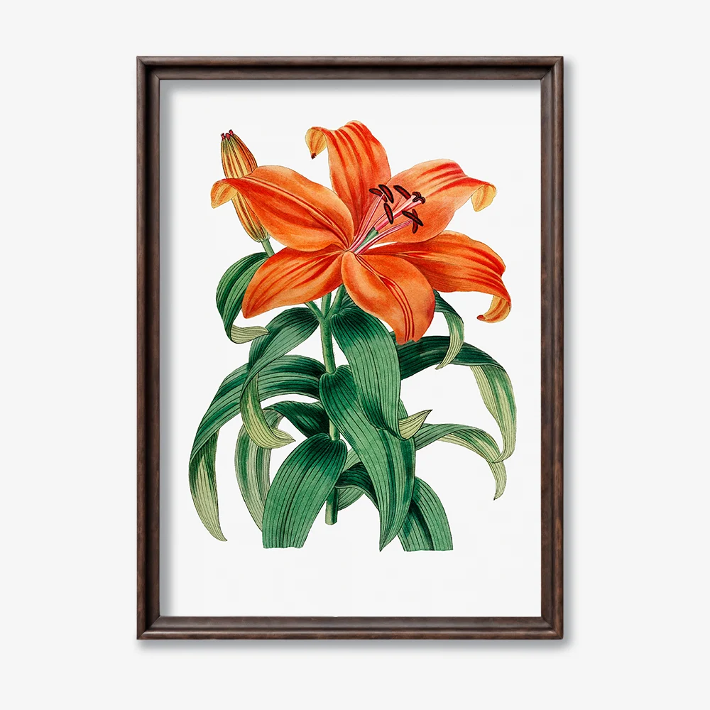 Orange Lily Flower